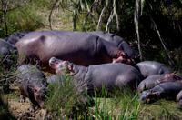 St. Lucia - Bootstour - Hippos, Hippos, Hippos