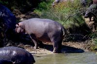 St. Lucia - Bootstour - Hippo-Wasserspiele
