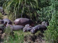 St. Lucia - Bootstour - Hippos, Hippos, Hippos