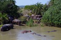 St. Lucia - Bootstour - Hippos, Hippos, Hippos