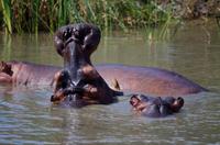 St. Lucia - Bootstour - Hippos, Hippos, Hippos