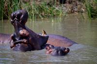 St. Lucia - Bootstour - Hippos, Hippos, Hippos