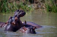 St. Lucia - Bootstour - Hippos, Hippos, Hippos