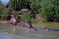 St. Lucia - Bootstour - Hippos, Hippos, Hippos