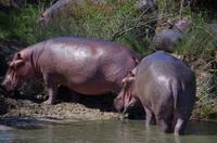 St. Lucia - Bootstour - Hippos, Hippos, Hippos
