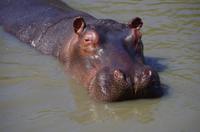 St. Lucia - Bootstour - Hippos, Hippos, Hippos
