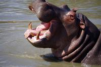 St. Lucia - Bootstour - Hippos, Hippos, Hippos