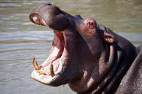St. Lucia - Bootstour - Hippos, Hippos, Hippos