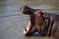 St. Lucia - Bootstour - Hippos, Hippos, Hippos