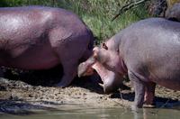 St. Lucia - Bootstour - Hippos, Hippos, Hippos