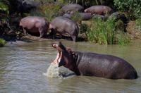 St. Lucia - Bootstour - Hippos, Hippos, Hippos