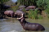 St. Lucia - Bootstour - Hippos, Hippos, Hippos
