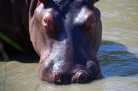 St. Lucia - Bootstour - Hippos, Hippos, Hippos