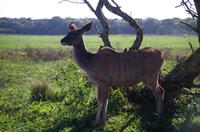 St. Lucia - ISimangaliso Nationalpark