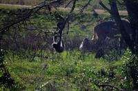 St. Lucia - ISimangaliso Nationalpark - Affenschaukel