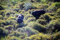 St. Lucia - ISimangaliso Nationalpark 