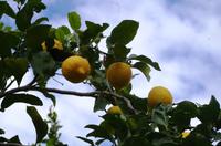 Franschhoek - Weingut Moreson - Zitronen