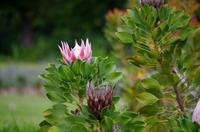 Franschhoek - Protea