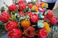 Stellenbosch - echter Proteen-Strauß