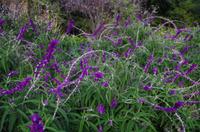 Kapstadt - Company`s Garden