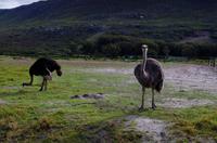 Ausflug zum Kap der Guten Hoffnung - ein Strauß Sträuße