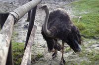 Ausflug zum Kap der Guten Hoffnung - Frau Strauß