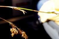 Ausflug zum Kap der Guten Hoffnung - männliches und weibliches Riedgras