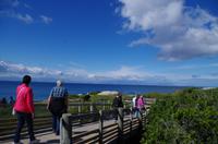 Pinguin-Kolonie am Boulders Beach