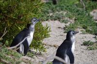 Pinguin-Kolonie am Boulders Beach