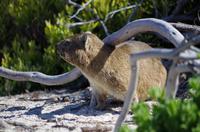 Am Boulders Beach - Klippschliefer