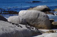 Pinguin-Kolonie am Boulders Beach