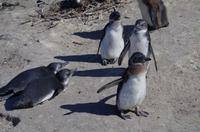 Pinguin-Kolonie am Boulders Beach
