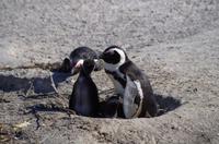 Pinguin-Kolonie am Boulders Beach
