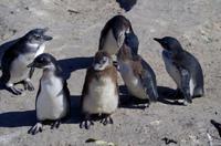 Pinguin-Kolonie am Boulders Beach
