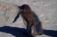 Pinguin-Kolonie am Boulders Beach