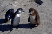 Pinguin-Kolonie am Boulders Beach