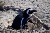Pinguin-Kolonie am Boulders Beach