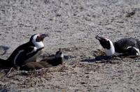 Pinguin-Kolonie am Boulders Beach