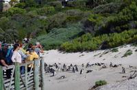 Pinguin-Kolonie am Boulders Beach