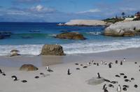 Pinguin-Kolonie am Boulders Beach