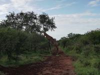 IMG_20190106_065353_1