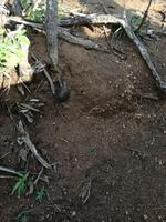 IMG_20190109_075527_1