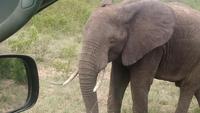 Elefant im Krugerpark