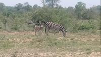 Zebras im Kruger Park