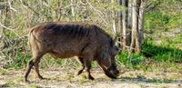 Warzenschwein im Krugerpark