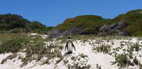 Pinguin am Boulder's Beach