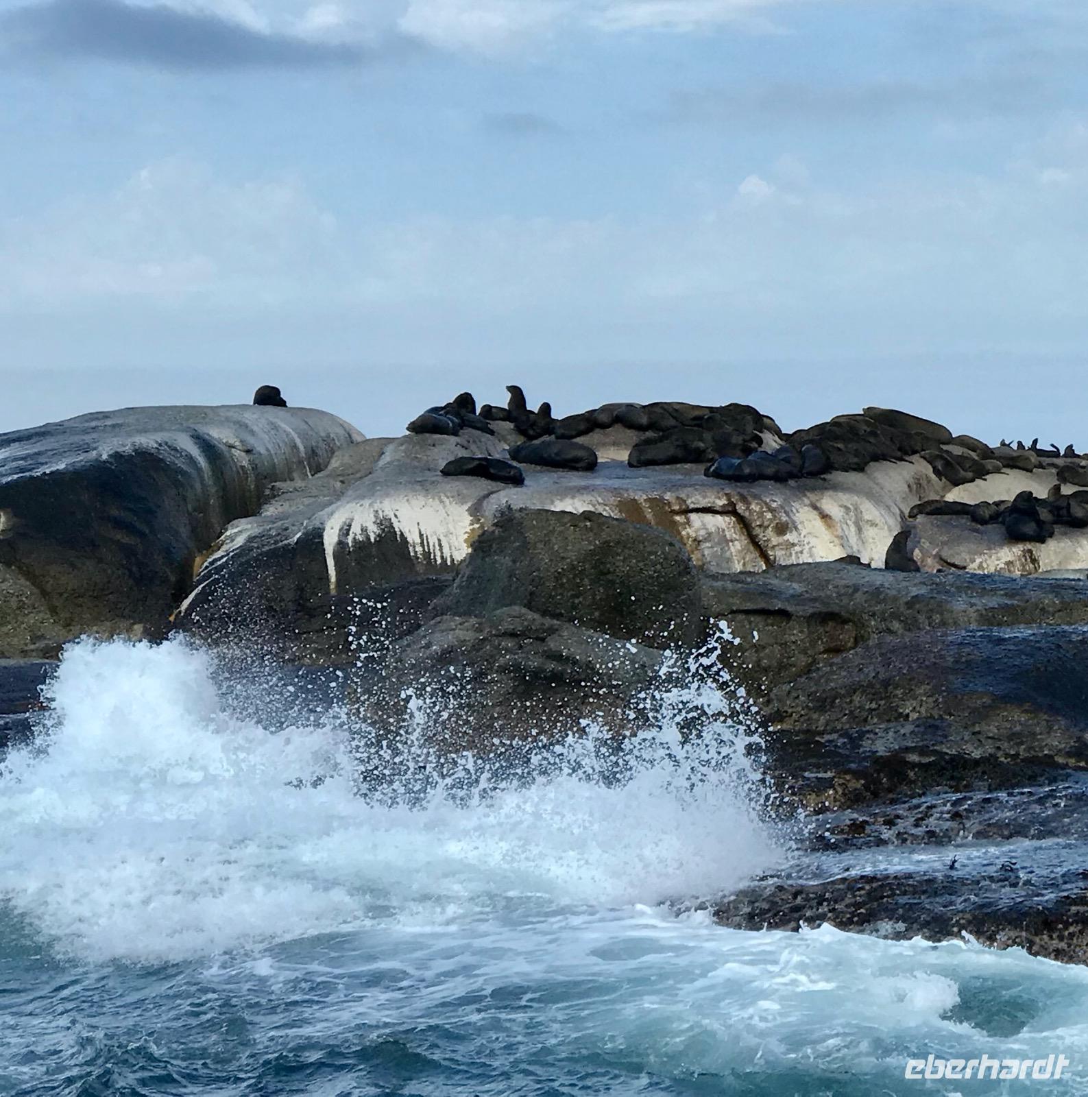 Am Westkap unterwegs: Zu Gast bei den Robben