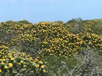 Am Westkap unterwegs: Protea-Büsche