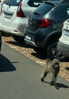 Cape Point: Die Paviane auf Nahrungssuche bei den Menschen
