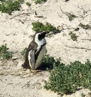 Am Westkap unterwegs: Pinguin-Kolonie am Boulders Beach